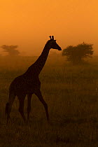 Masai giraffe (Giraffa camelopardalis) on a foggy morning, Serengeti National Park, Tanzania, March