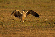 Tawny eagle (Aquila rapax) advancing on another unseen Eagle using an aggressive posture. This is the light phase of the Tawny eagle. Ngorongoro Crater, Tanzania, February