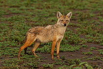 Golden jackal (Canis aurus) with wet fur, Serengeti National Park, Tanzania