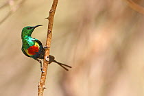 Beautiful sunbird (Cinnyris pulchellus) Western Division, Gambia February