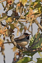 Ruppell's warbler (Sylvia rueppelli) Cyprus March