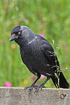 Nordic Jackdaw (Corvus monedula soemmerringii) Yorkshire UK July