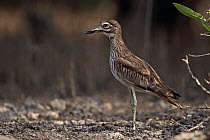 Senegal Thick-knee Stone Curlew (Burhinus senegalensis) North Bank The Gambia, February 2012