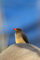Yellow billed oxpecker (Buphagus africanus) Gambia, February