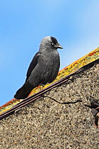 Jackdaw (Corvus monedula) profile on roof, Northumberland UK June