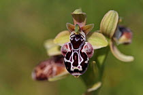Kotschy's / Cyprus Bee Orchid (Ophrys kotschyi) Cyprus