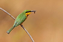 Little Bee-eater (Merops pusillus) with insect prey in beak, Western Division , Gambia, February
