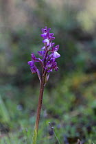 Syrian Orchid (Anacamptis morio syriaca) Cyprus