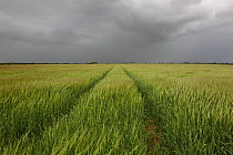 Barley field in storm, Hemswell, Lincolnshire, UK June 2012