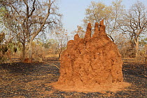 Termite mound (Isoptera) land burnt around it, Gambia