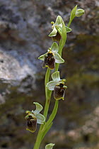 Levantine Spider orchid (Ophrys levantina) Cyprus, March