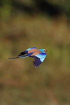 Abyssinian Roller (Coracias abyssinicus) in flight, Western Division, Gambia, February