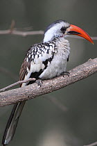 Red-billed Hornbill (Tockus erythrorhynchus erythrorhynchus) Western Division, Gambia, March