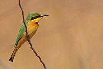 Little Bee-eater (Merops pusillus) Western Division, Gambia, February