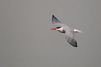 Caspian Tern (Hydroprogne caspia) in flight, Western Division, Gambia, March