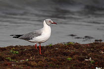 Grey headed Gull (Chroicocephalus cirrocephalus) on shoreline, Western Division, Gambia, March