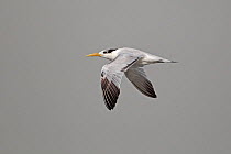 Royal tern (Thalasseus maximus) in flight, Western Division, Gambia, March