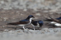 House Martins (Delichon urbicum) collecting mud with which to make nests, Northumberland UK June