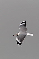 Grey headed gull (Chroicocephalus cirrocephalus) in flight, Western Division, Gambia, March