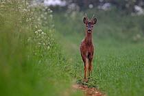 Roe Deer (Capreolus capreolus) Hemswell,  Lincolnshire UK