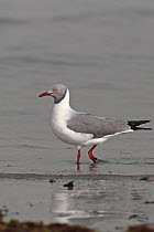 Grey headed gull (Chroicocephalus cirrocephalus) in shallow water, Western Division, Gambia, March