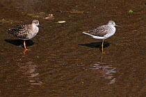 Marsh Sandpipers (Tringa stagnitilis) two standing in shallow water, Lesvos, Greece, April