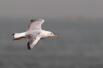 Slender billed gull (Chroicocephalus genei) in flight, Western Division, Gambia, March