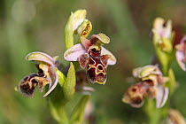 Umbilicate Woodcock Orchid (Ophrys umbilicata) Cyprus, March
