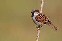 House Sparrow (Passer domesticus) profile portrait, Cyprus, March