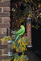 Rose ringed Parakeet (Psittacula krameri) at bird feeders in urban garden, London, UK January