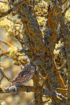 Little Owl (Athene noctua) camouflaged against tree bark, Lesbos, Greece, April