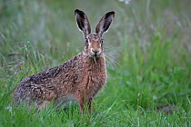European hare (Lepus europaeus) Yorkshire UK