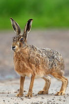 Brown hare (Lepus europaeus) Lincolnshire UK