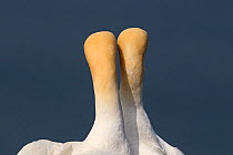 Northern Gannet (Morus bassanus) rear view of pair of courting gannets, Northumberland, UK, July