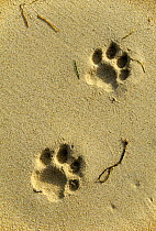 Footprints of an Amur / Siberian tiger (Panthera tigris altaica) in sand along the edge of the Sea of Japan, Lazovskiy Zapovednik Nature Reserve, Primorsky Krai, Russian Far East. March 1992.