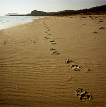 Footprints of an Amur / Siberian tiger (Panthera tigris altaica) in sand along the edge of the Sea of Japan, Lazovskiy Zapovednik Nature Reserve, Primorsky Krai, Russian Far East. February 1992.