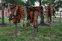 Confiscated skins of three Amur / Siberian tigers (Panthera tigris altaica) killed by poachers, Lazovskiy district, Primorskiy Krai, Russian Far East. August 2010.