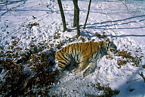 Dead male Amur / Siberian tiger alongside a road after being hit by a heavy lorry, Lazovskiy Zapovednik Nature Reserve, Primorsky Krai, Far Eastern Russia. December 1997.