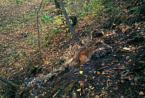 Dead female Amur / Siberian tiger (Panthera tigris altaica) caught in a snare trap set by poachers, Lazovsky Zapovednik Nature Reserve, Primorsky Krai, Far Eastern Russia. September 1998.