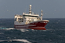 The pelagic trawler 'Research' fishing for mackerel and attended by a flock of Northern gannets (Morus bassanus) close to the Shetland Isles, Scotland, UK, October 2011. 2020VISION book plate.