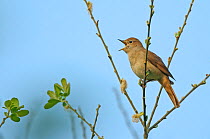 Common nightingale (Luscinia megarhynchos) adult perched, singing, Cambridgeshire, UK, April. 2020VISION Book Plate. Did you know? A nightingale's song can consist of up to 260 variations.
