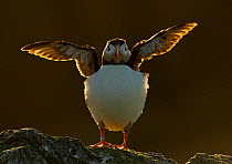 Atlantic puffin (Fratercula arctica) stretching its wings on a cliff top, Sule Skerry, Scotland, UK, July. 2020VISION Book Plate. Did you know? Puffin beaks are evolved to carry many fish - with a ser...
