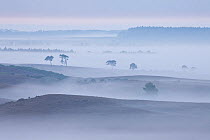 View over New Forest lowland in mist at dawn. Vereley Hill, Burley, New Forest National Park, Hampshire, England, UK, August. 2020VISION Book Plate. Did you know? Before the New Forest was made a roya...