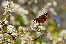 Red Admiral butterfly (Vanessa atalanta) on Blackthorn blossom, Somerset Levels, England, UK, April. 2020VISION Book Plate.