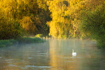 Mute swan (Cygnus olor) on the River Itchen at dawn, Ovington, Hampshire, England, UK, May. 2020VISION Book Plate.