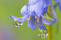Flowering Common bluebells (Hyacinthoides non-scripta) with dew, Cumbernauld Glen SWT reserve, North Lanarkshire, Scotland, UK, May. 2020VISION Book Plate.