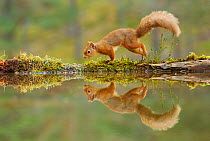 Red squirrel (Sciurus vulgaris) walking along the edge of a woodland pool, Cairngorms NP, Scotland, UK, November 2011. 2020VISION Book Plate. Did you know? 75% of the UK population of red squirrels li...