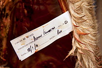 Red deer (Cervus elaphus) carcass hanging in deer larder, Assynt Foundation, Glencansip Estate, Assynt, Sutherland, NW Scotland, UK, January 2011. 2020VISION Book Plate.