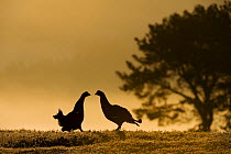 Silhouette of two male Black grouse (Tetrao tetrix) displaying at lek at dawn, Cairngorms NP, Grampian, Scotland, UK, April. 2020VISION Book Plate.