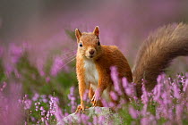 Red Squirrel (Sciurus vulgaris) in flowering heather. Inshriach Forest, Scotland, UK, September. 2020VISION Book Plate. Did you know? For every Red Squirrel in Britain there are around 18 Grey Squirre...